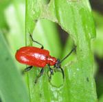 Criocère du lis (Lilioceris lilii)